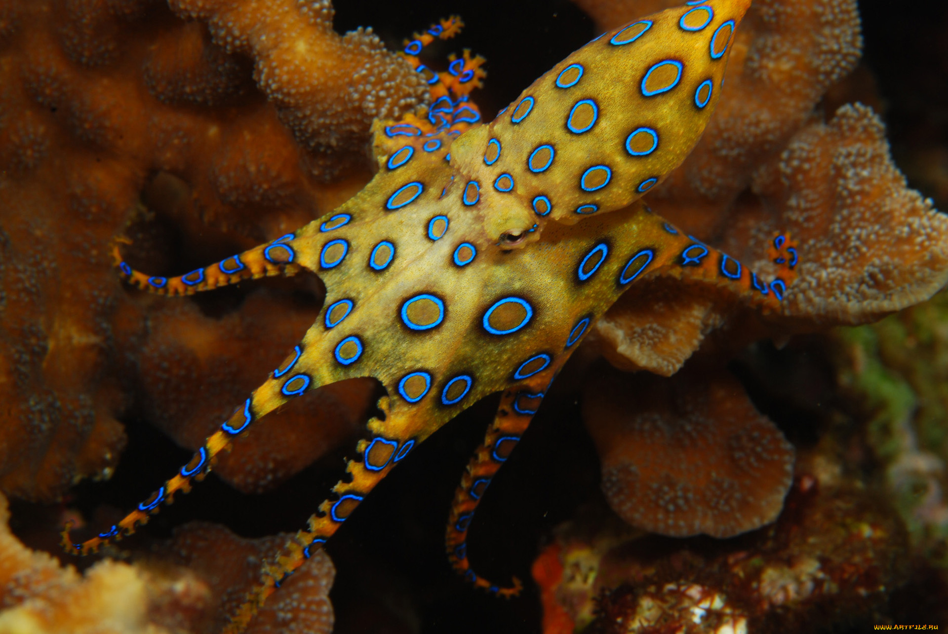 Сообщение удивительные обитатели океана. Синекольчатый осьминог. Сине кольчетый осм5ног. Синекольчатый осьминог Осьминоги. Синекольчатый осьминог Южная Америка.